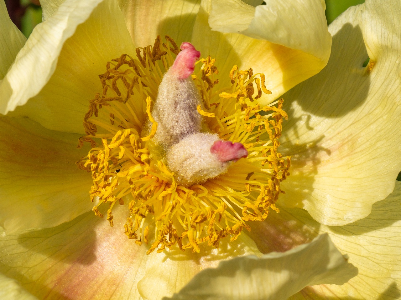 Paeonia daurica subsp. mlokosewitschi _2025-06-01_1-9