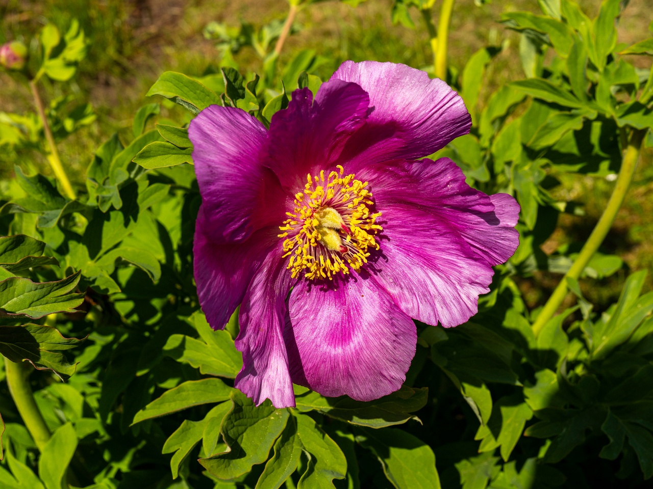 !Paeonia daurica subsp daurica _2025-06-01_1-4