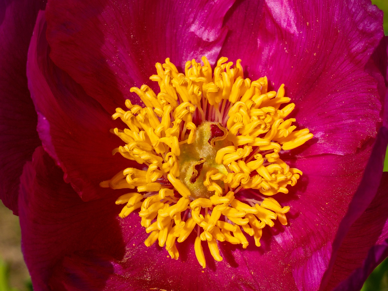 Paeonia daurica subsp daurica _2025-06-01_1-1