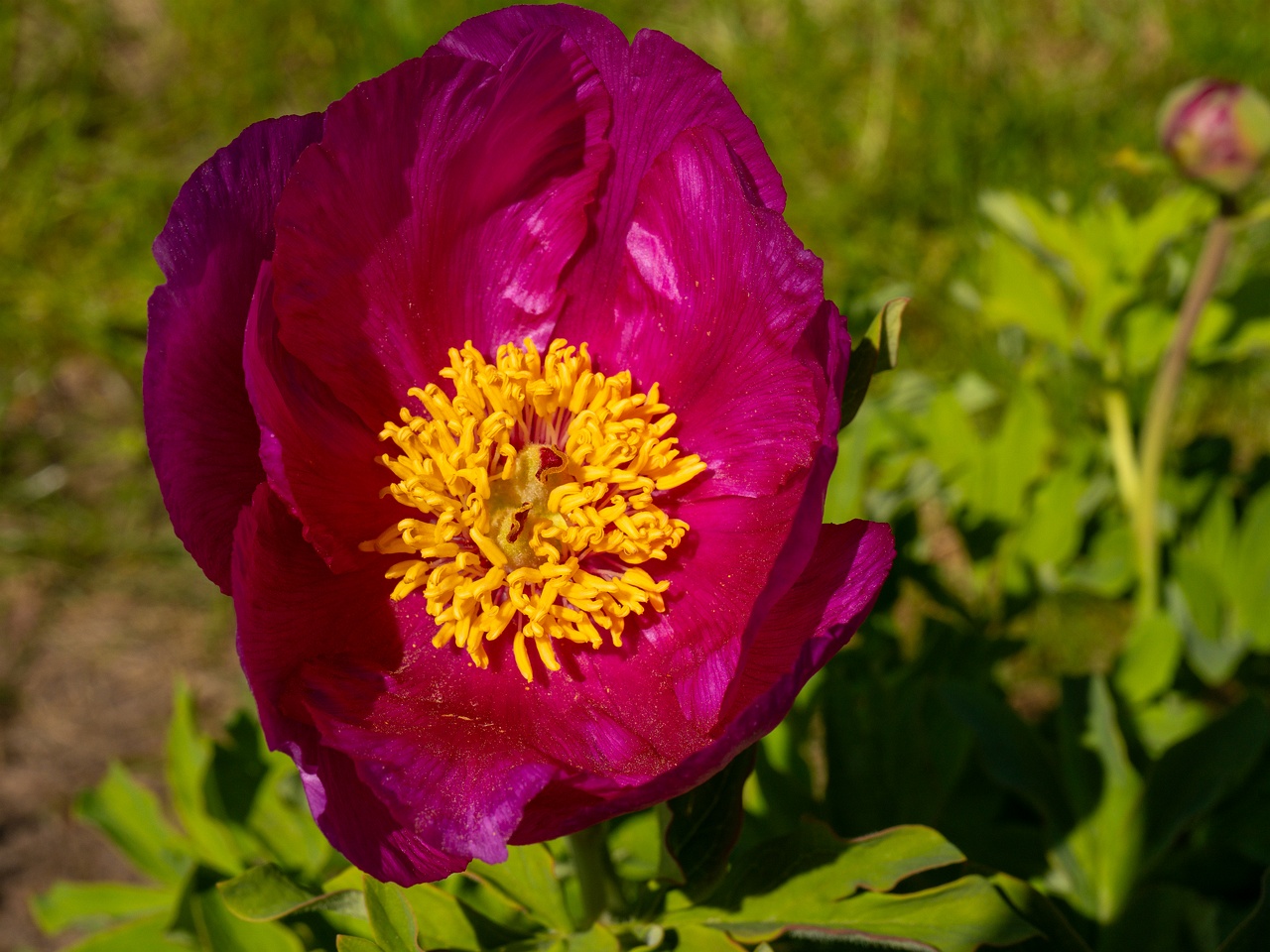 Paeonia daurica subsp daurica _2025-06-01_1-2