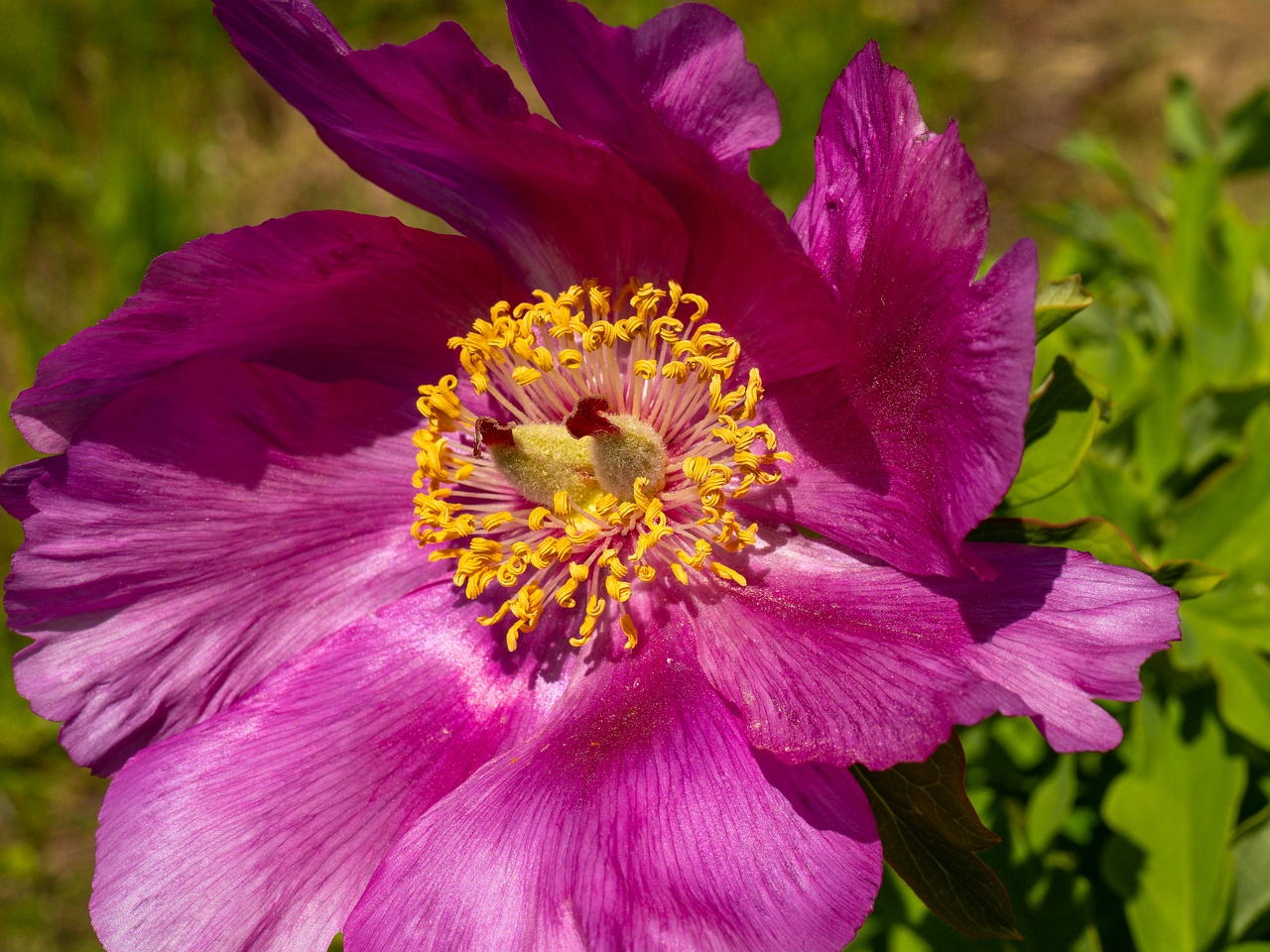 Paeonia daurica subsp daurica _2025-06-01_1-3
