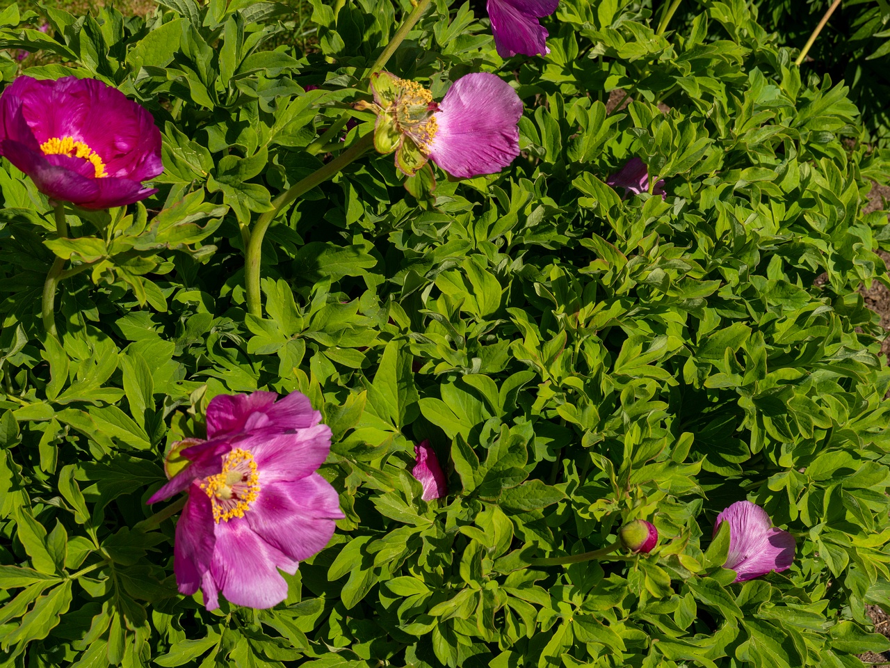 Paeonia daurica subsp daurica _2025-06-01_1-5