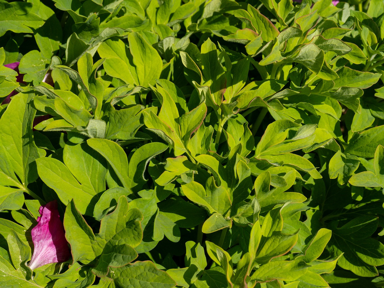 Paeonia daurica subsp daurica _2025-06-01_1-6