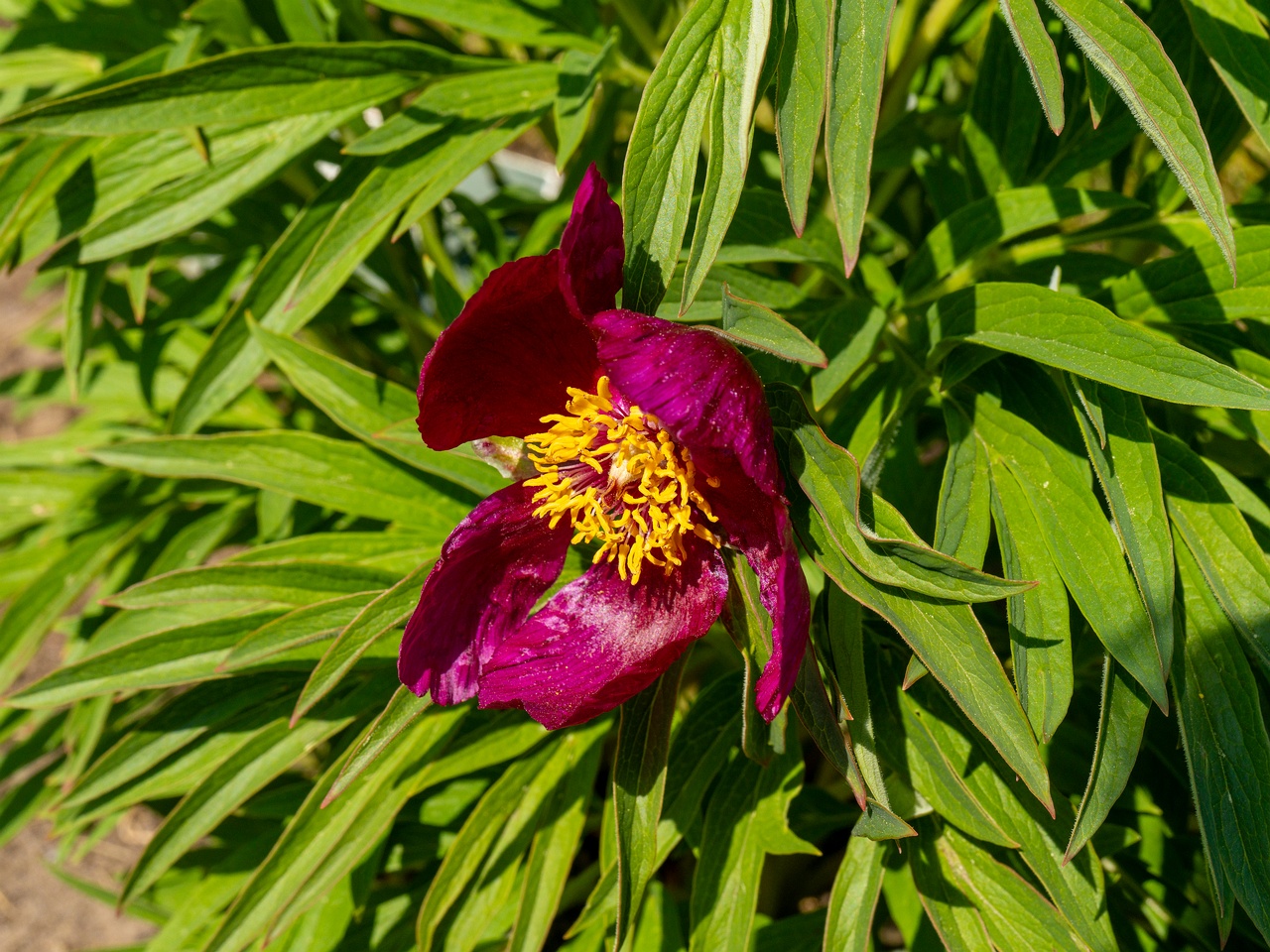 Paeonia officinalis subsp huthii _2025-06-01_1-1