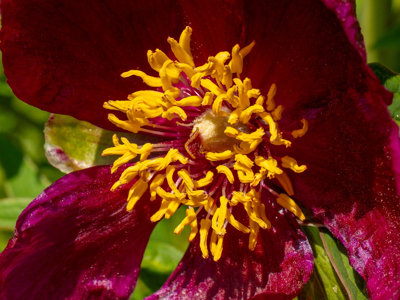 Paeonia officinalis subsp huthii _2025-06-01_1-2
