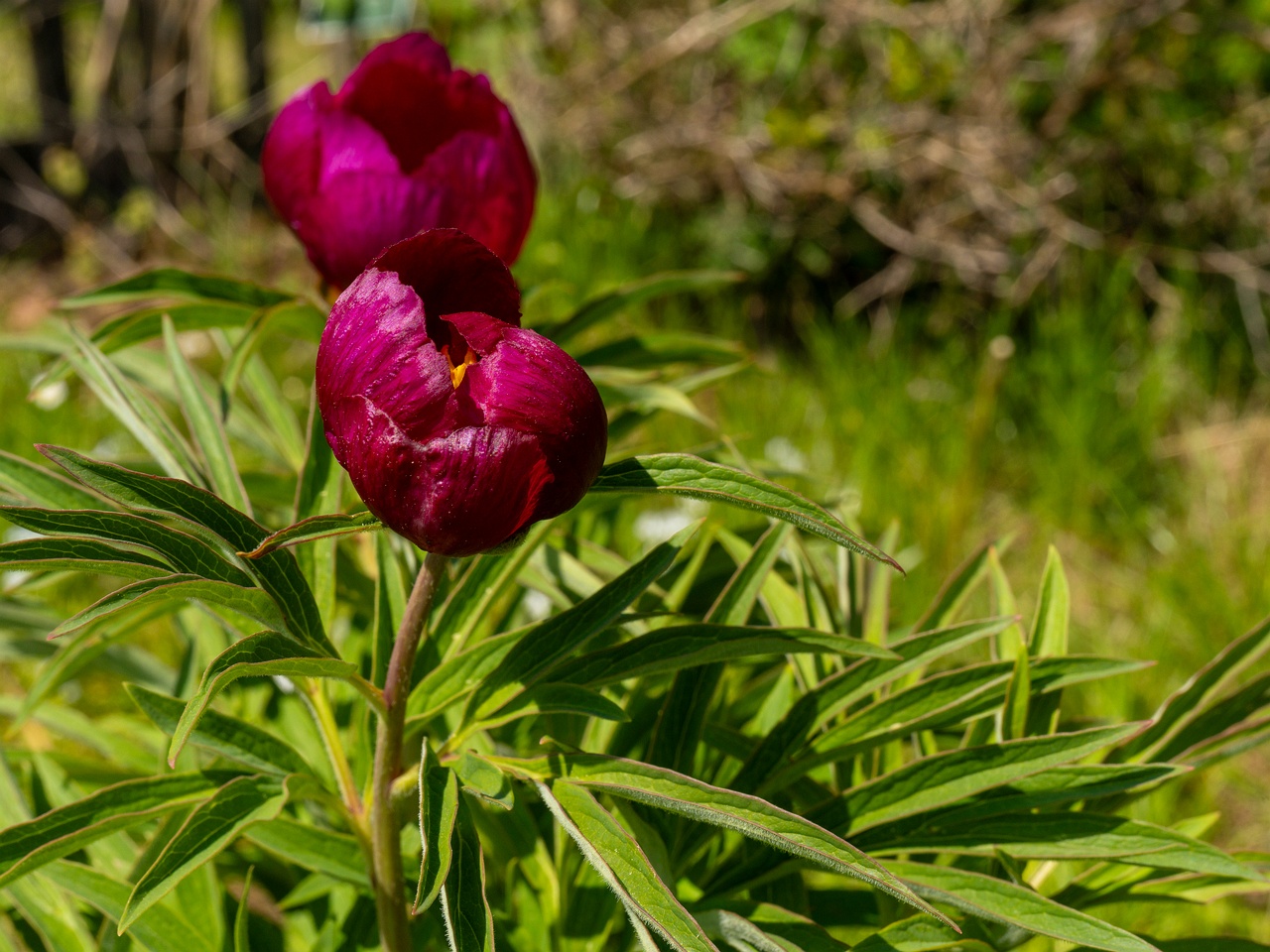 Paeonia officinalis subsp huthii _2025-06-01_1-3