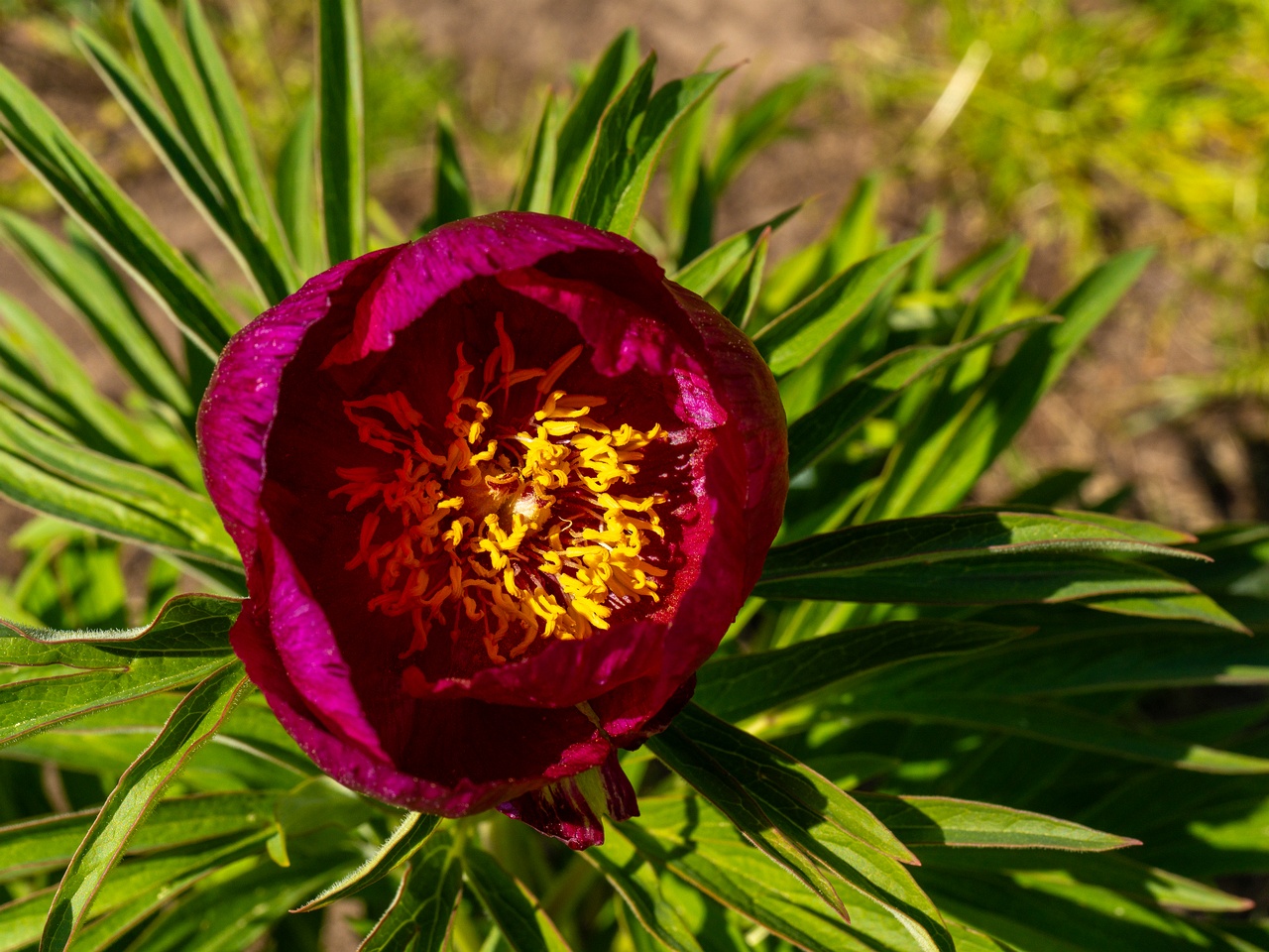 Paeonia officinalis subsp huthii _2025-06-01_1-4