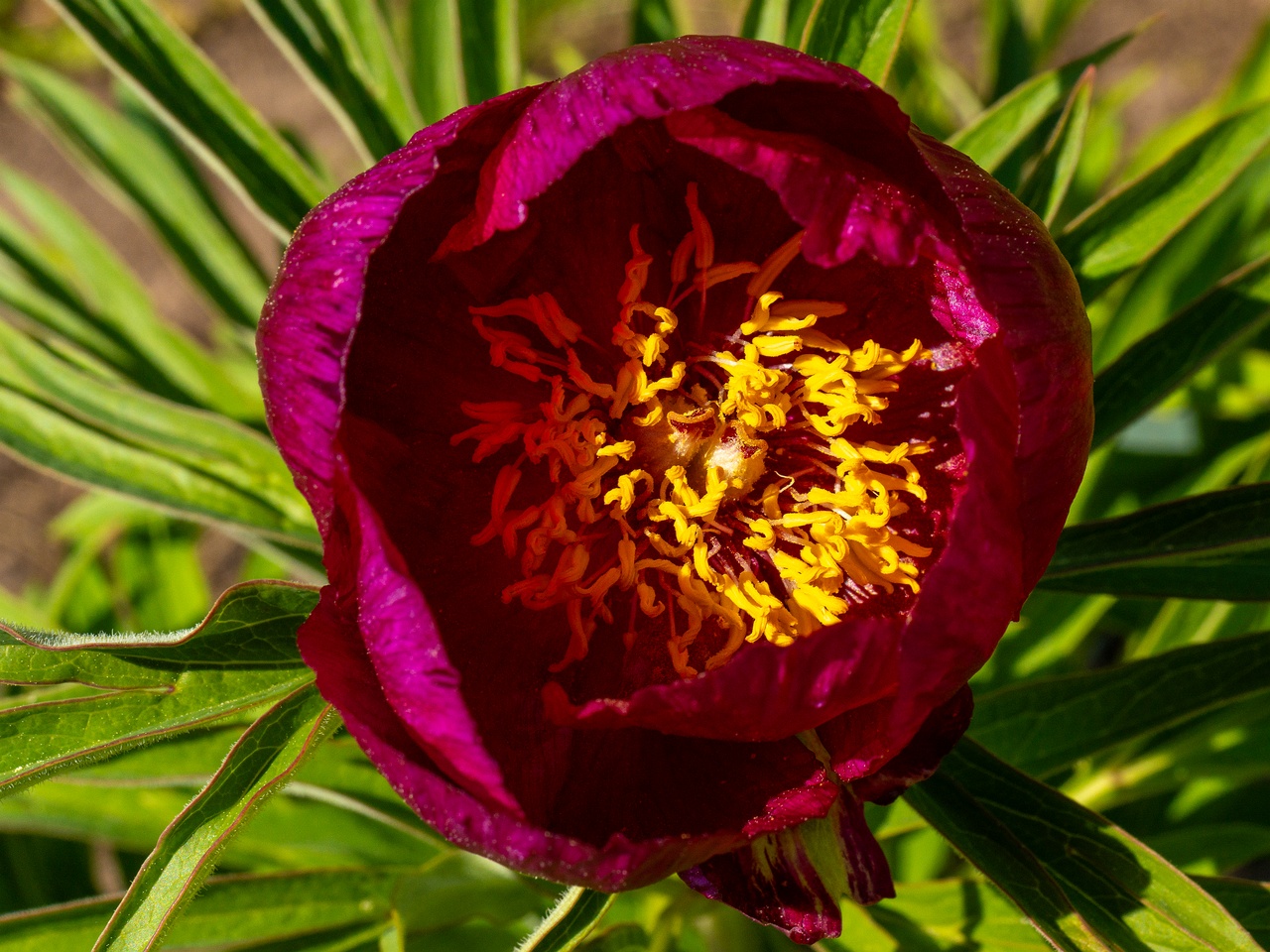Paeonia officinalis subsp huthii _2025-06-01_1-5