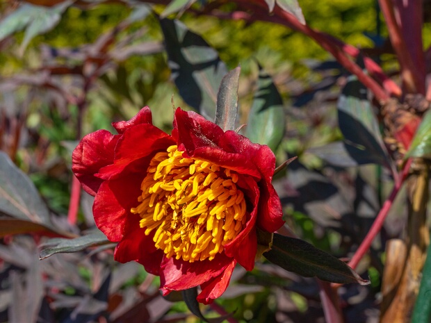 Пион Делавея - Paeonia delavayi