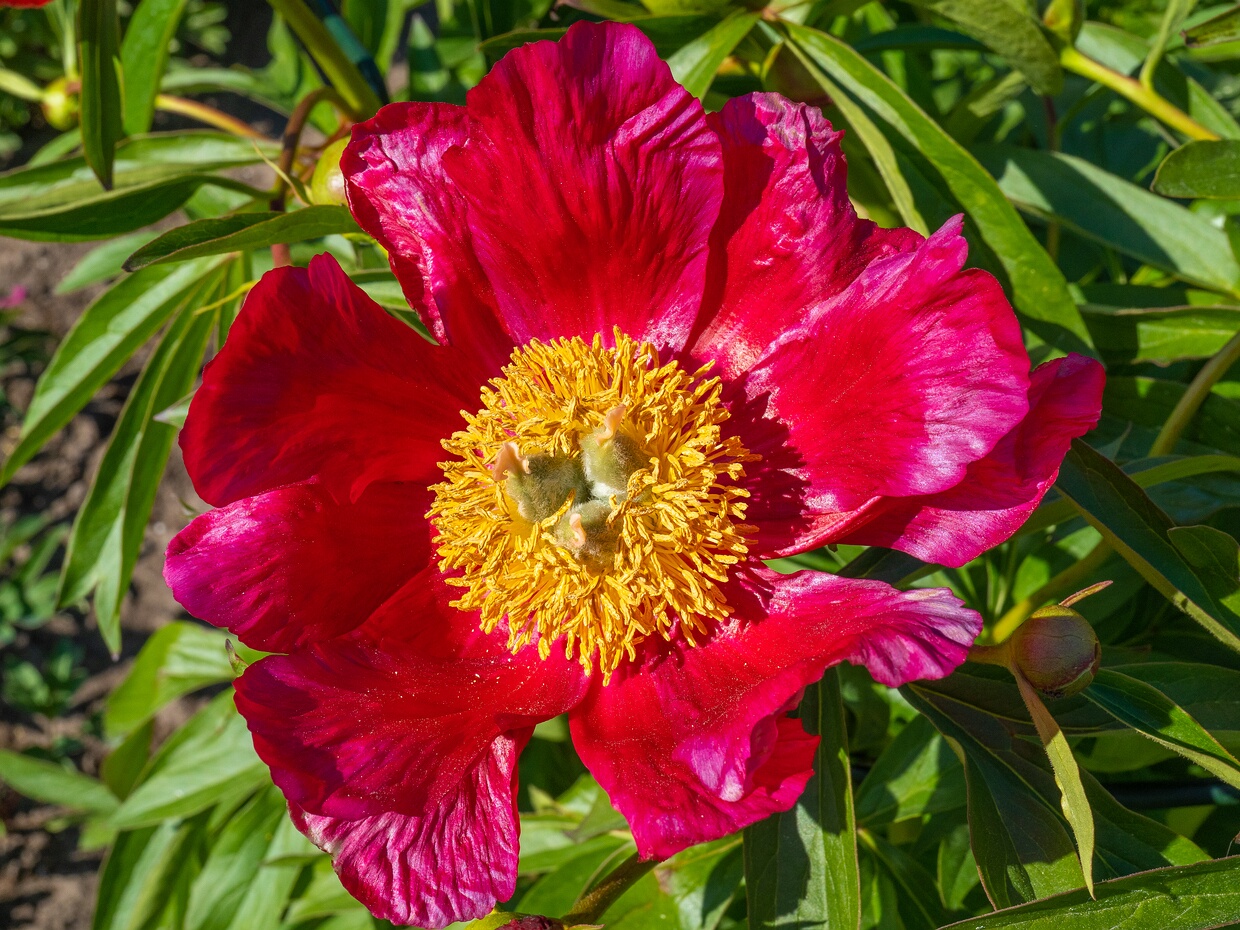 Пион иноземный - Paeonia peregrina