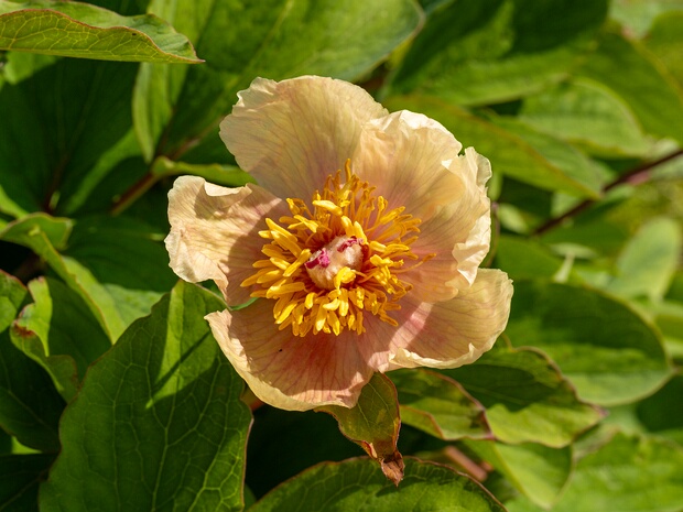 Пион крымский подвид Млокосевича - Paeonia daurica subsp. mlokosewitschii
