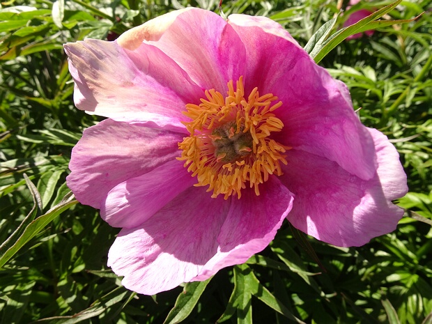 Пион уклоняющийся подвид Вича - Paeonia anomala subsp. veitchii