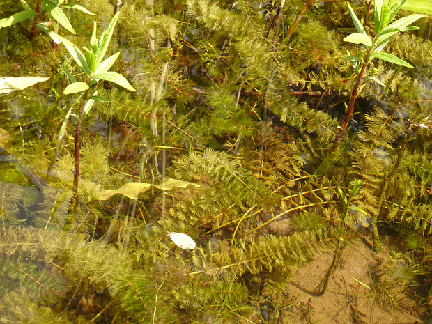 Уруть колосистая - Myriophyllum spicatum