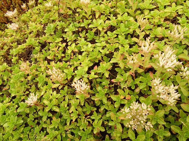 Очиток ложный 'Триколор' - Sedum spurium 'Tricolor'