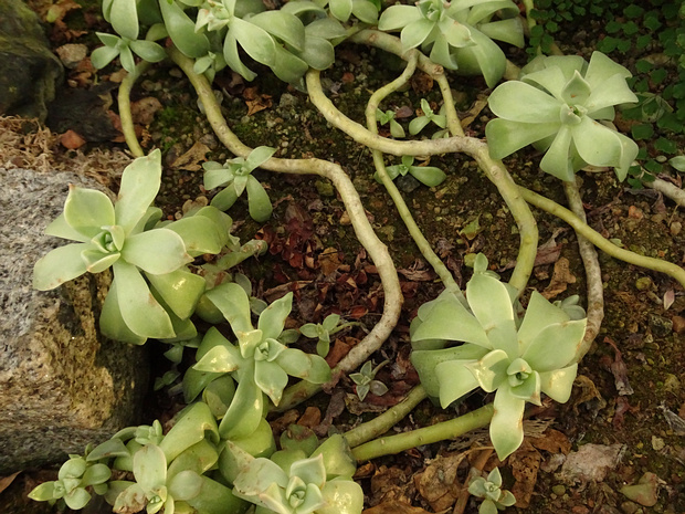 Пятнистолепестник парагвайский - Graptopetalum paraguayense