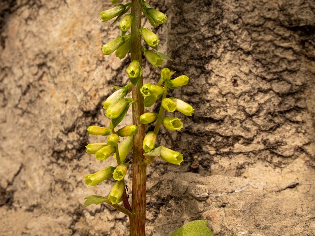 Умбиликус скальный - Umbilicus rupestris