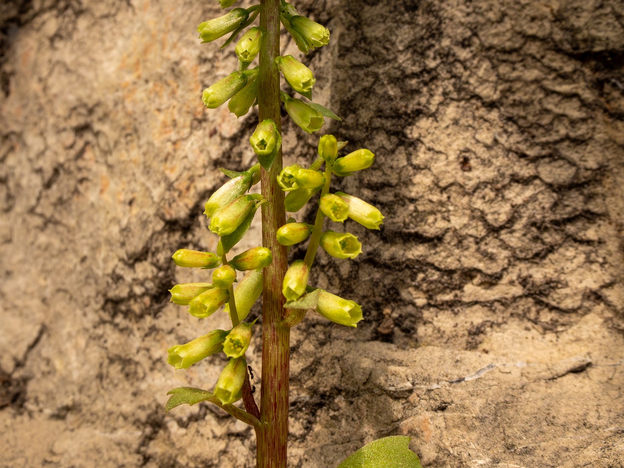 !Umbilicus rupestris _2025-05-11_1-4