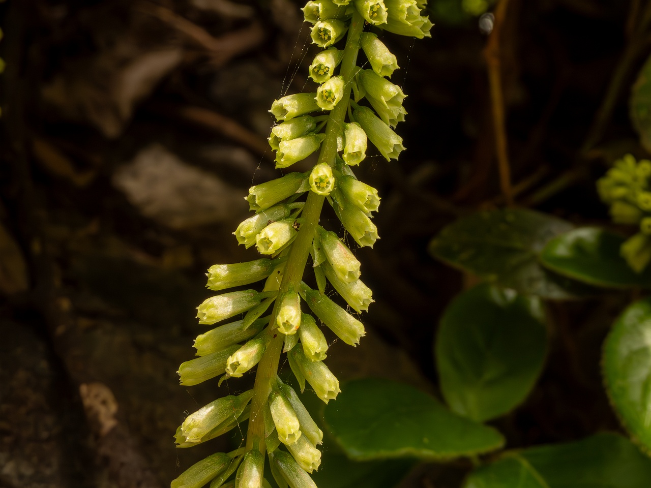 Umbilicus rupestris _2025-05-11_1-2