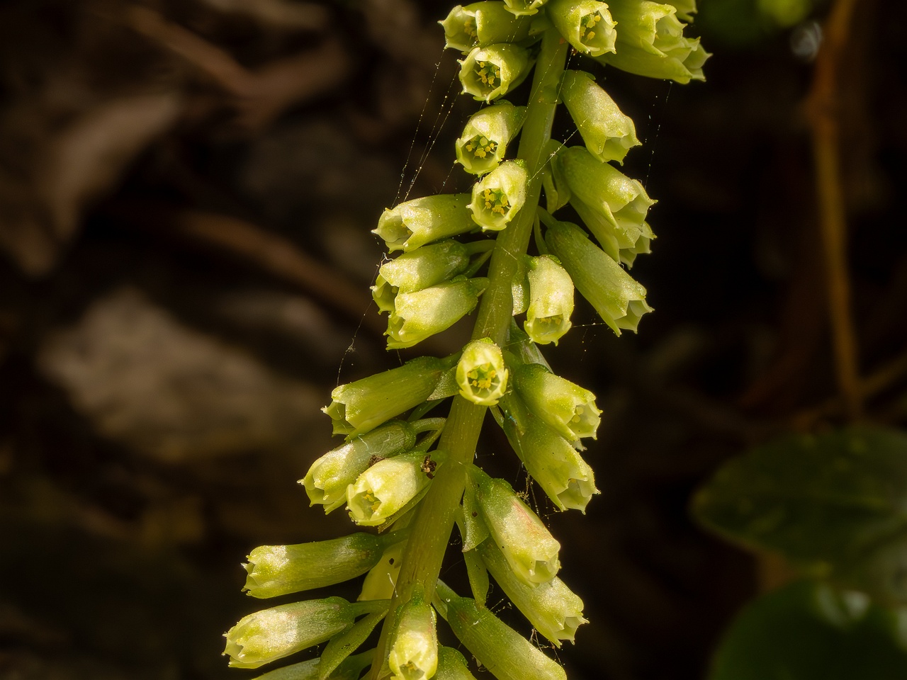 Umbilicus rupestris _2025-05-11_1-3