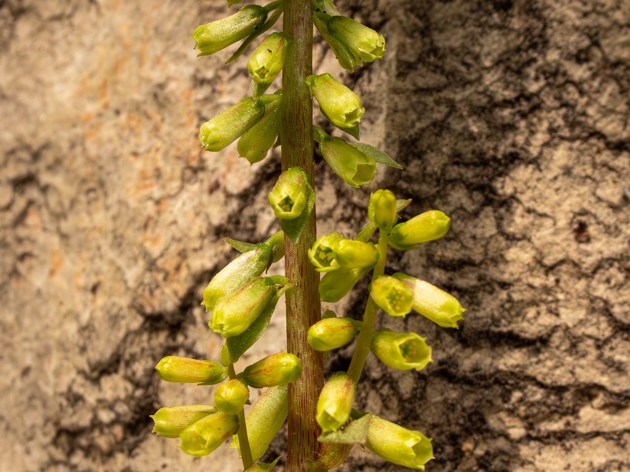 Umbilicus rupestris _2025-05-11_1-5