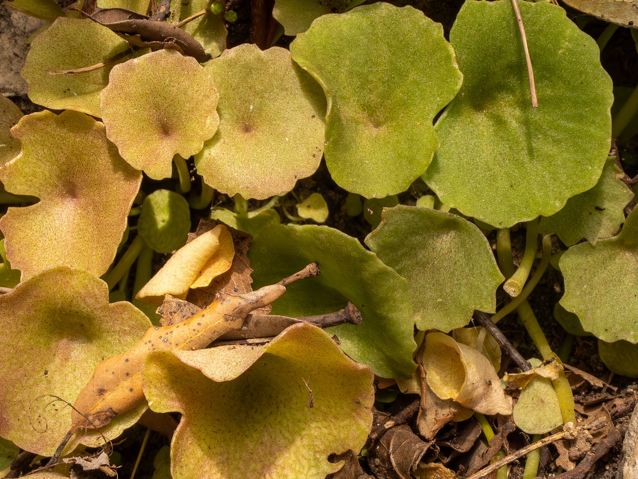 Umbilicus rupestris _2025-05-11_1-6
