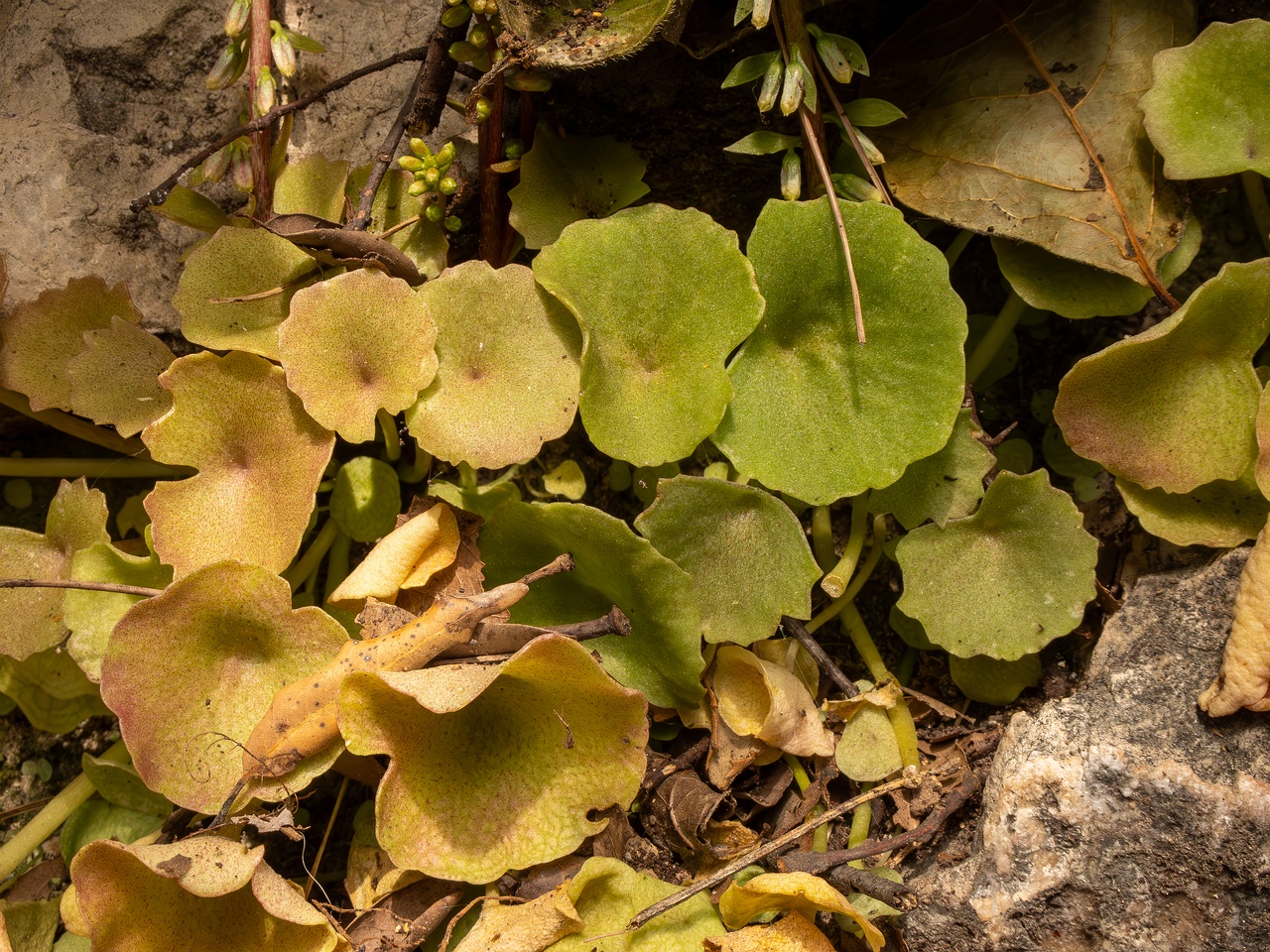 Umbilicus rupestris _2025-05-11_1-7