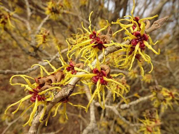 Гамамелисовые - Hamamelidaceae Hamamelidaceae, commonly referred to as the witch-hazel family, is a family of flowering plants in the order...