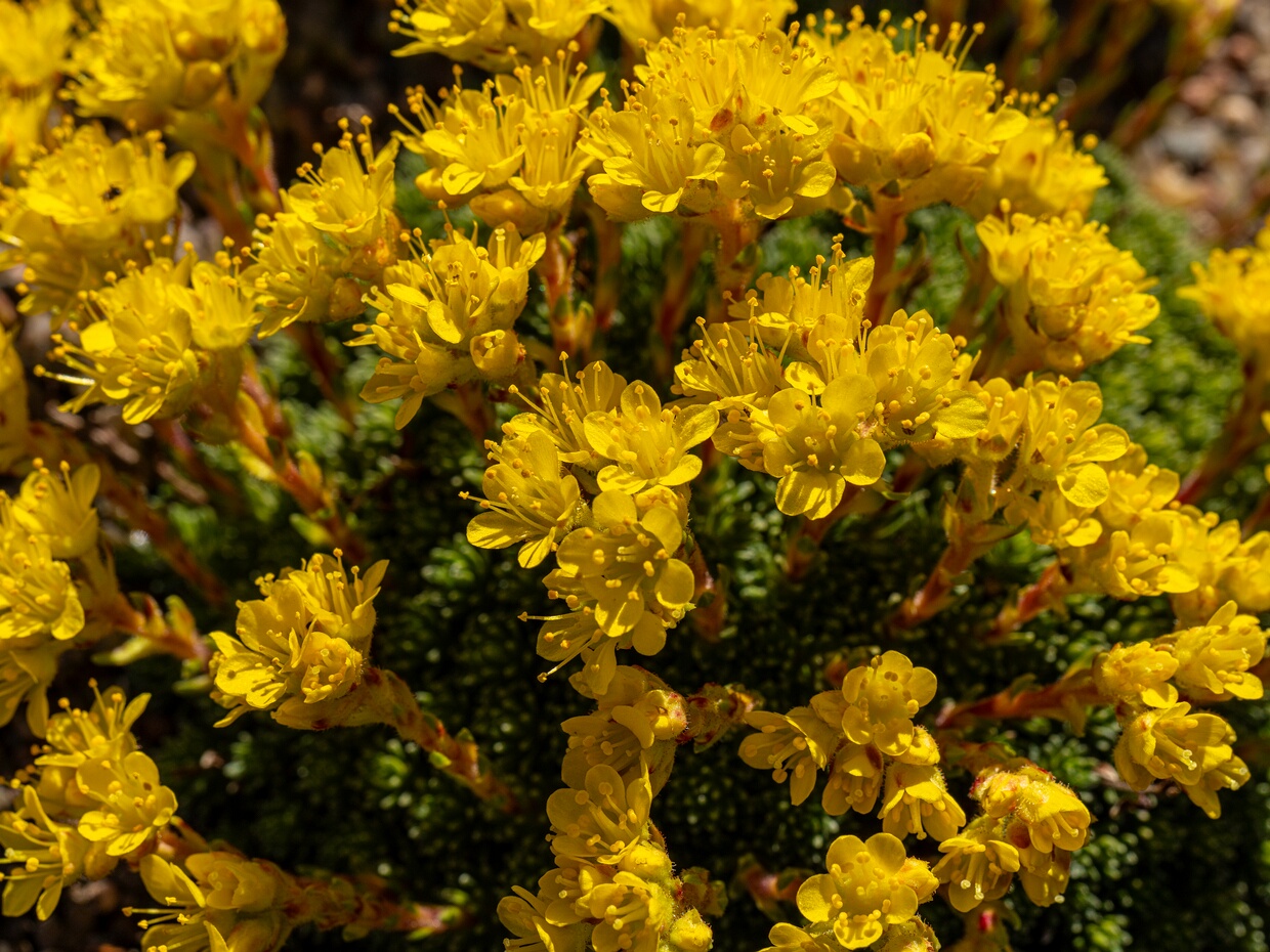 Камнеломковые - Saxifragaceae Saxifragaceae is a plant family with about 640 known species in 33 accepted genera. The flowers are hermaphroditic and...