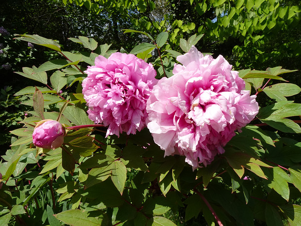 Пионовые - Paeoniaceae The peony or paeony is a flowering plant in the genus Paeonia, the only genus in the family Paeoniaceae. They are native...