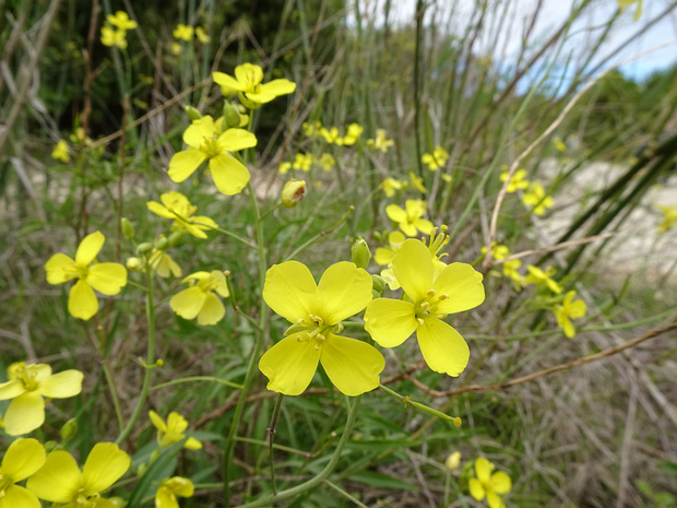 Двурядка тонколистная - Diplotaxis tenuifolia