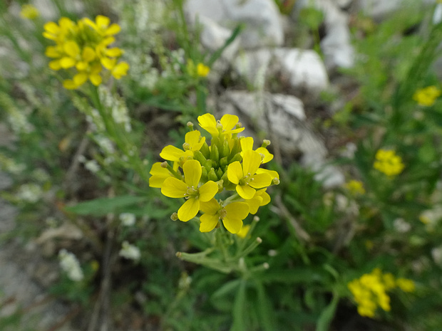 Желтушник прямой - Erysimum strictum