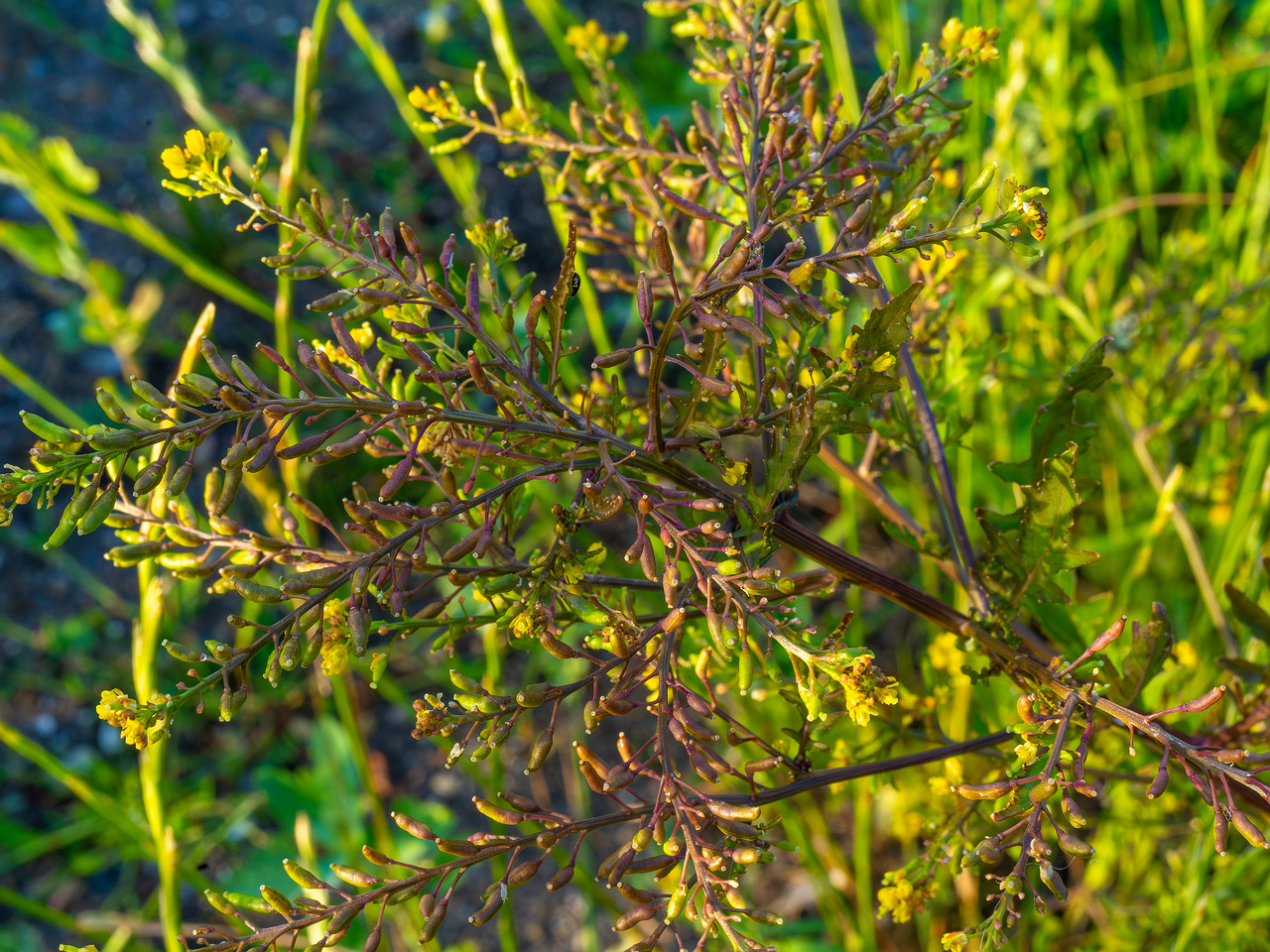 kiikri_old_deserted_grassland-59