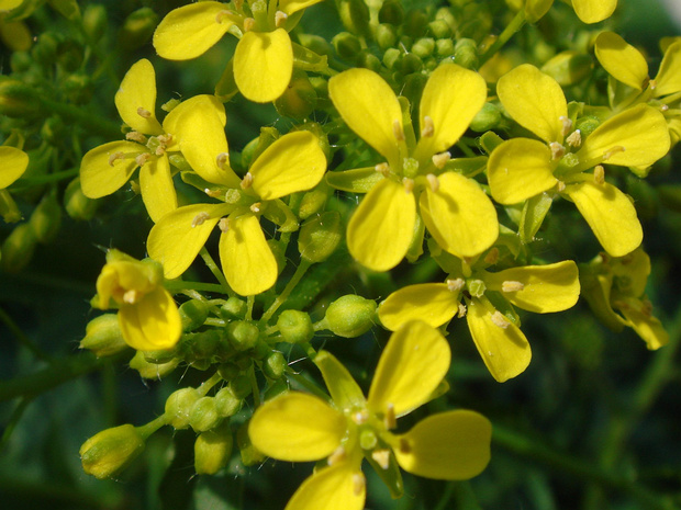 Капуста полевая - Brassica rapa subsp. oleifera