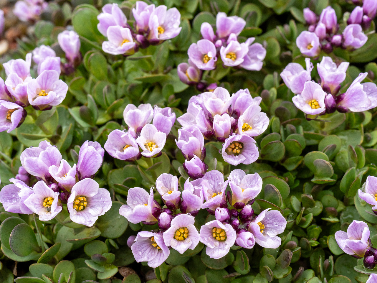 _tallinn-botanical-garden-48