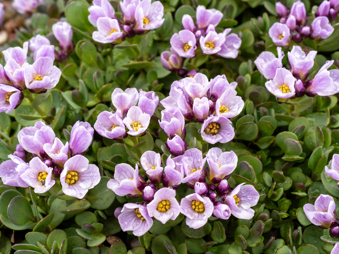 tallinn-botanical-garden-50