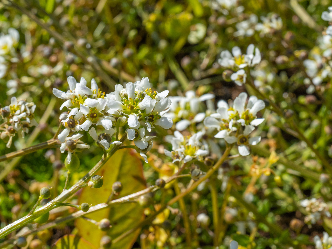 _tallinna_botaanikaaed_june-303682