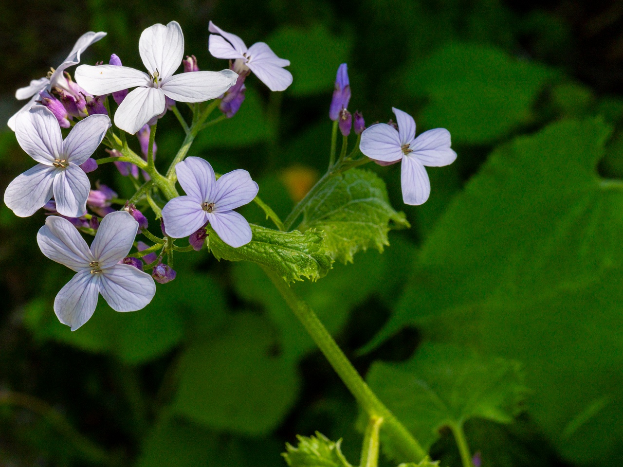!Lunaria rediviva _2025-06-01_1-1