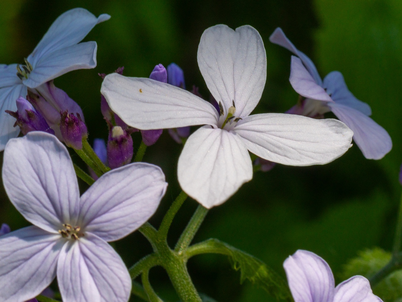 Lunaria rediviva _2025-06-01_1-2