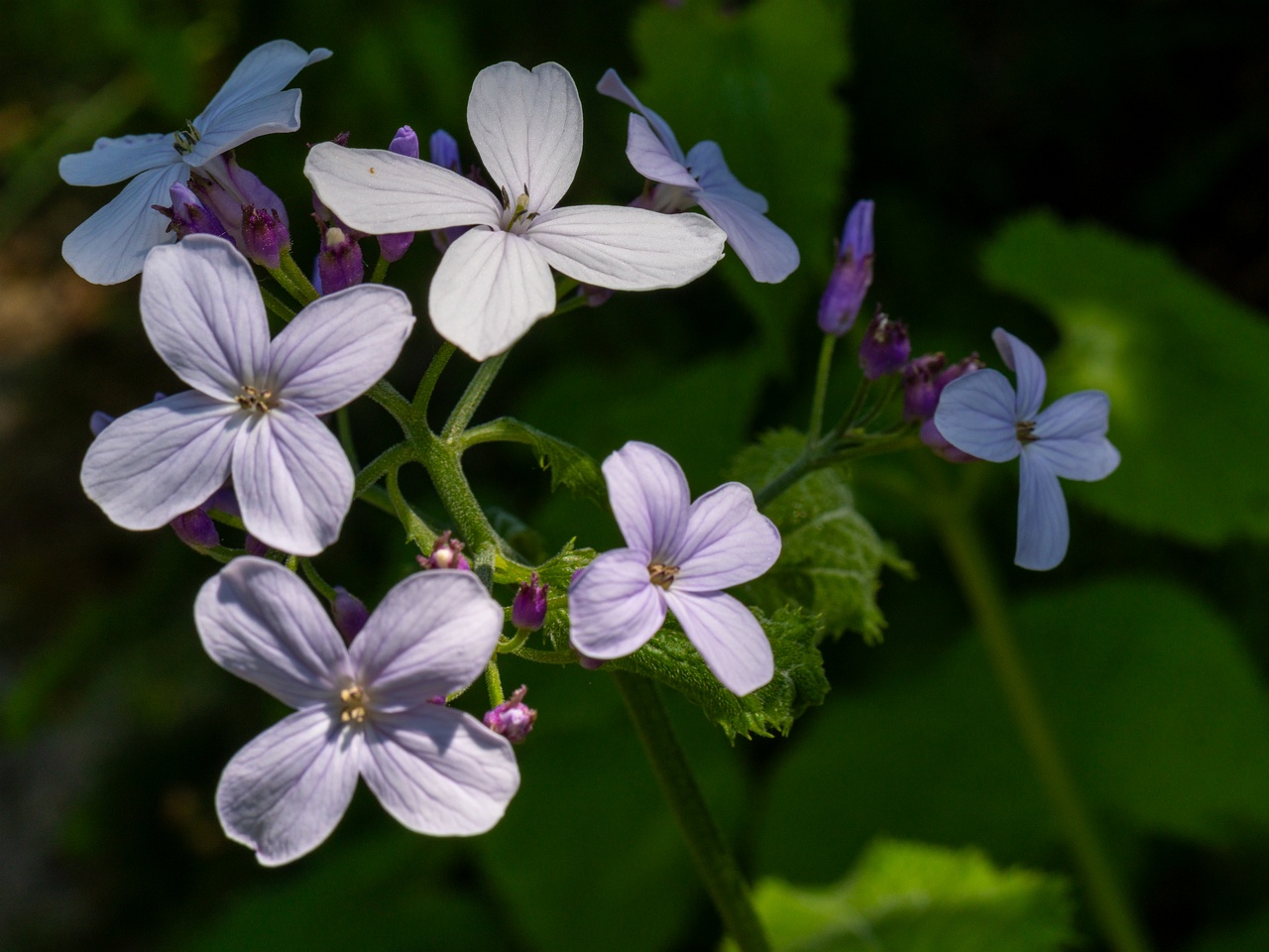 Lunaria rediviva _2025-06-01_1-3