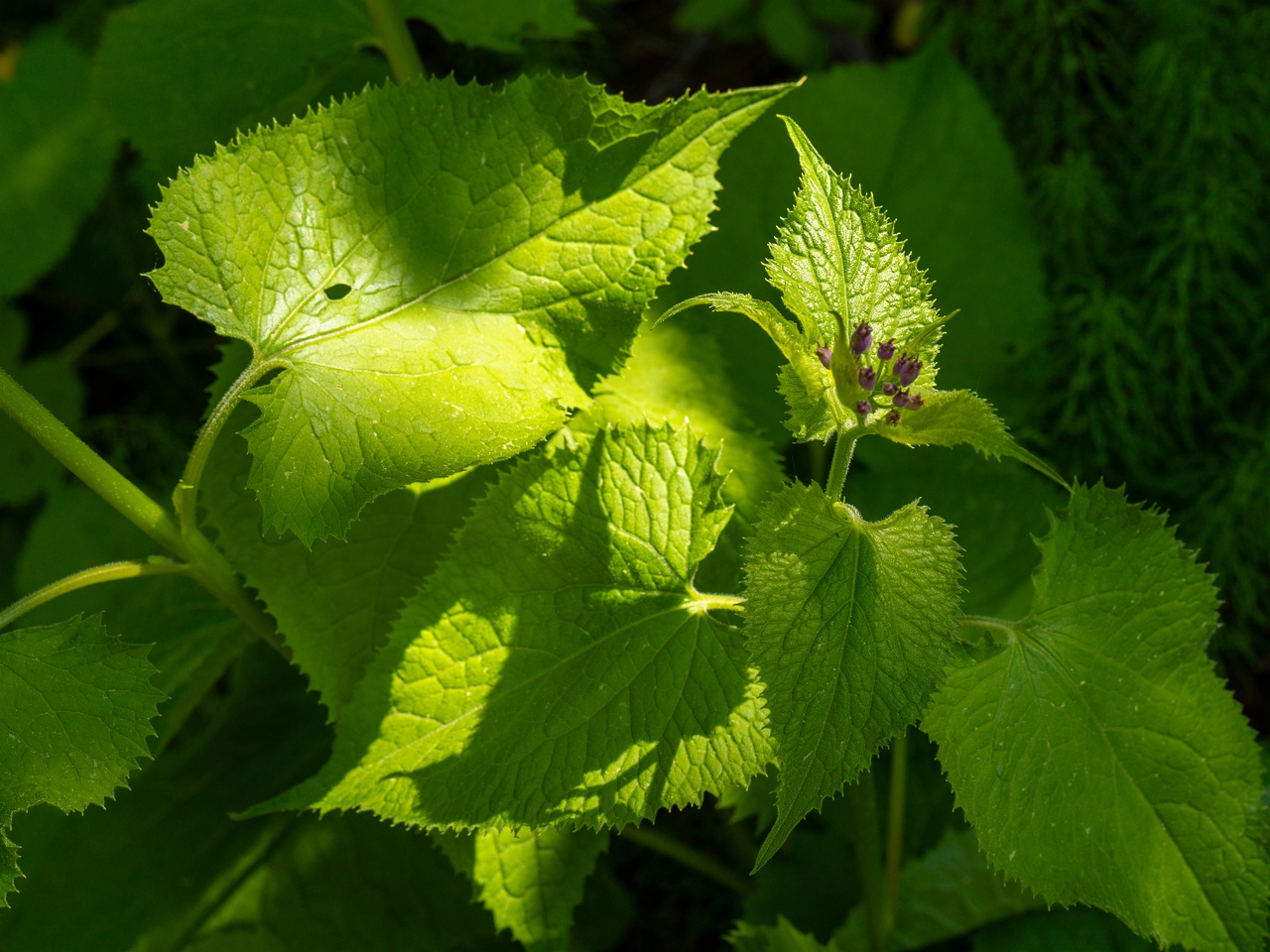 Lunaria rediviva _2025-06-01_1-4