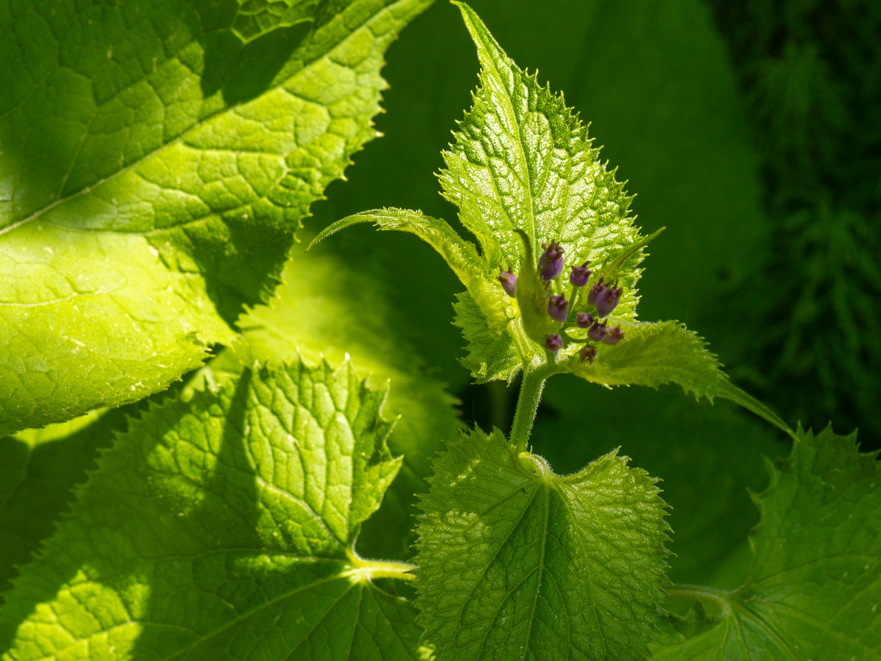 Lunaria rediviva _2025-06-01_1-5
