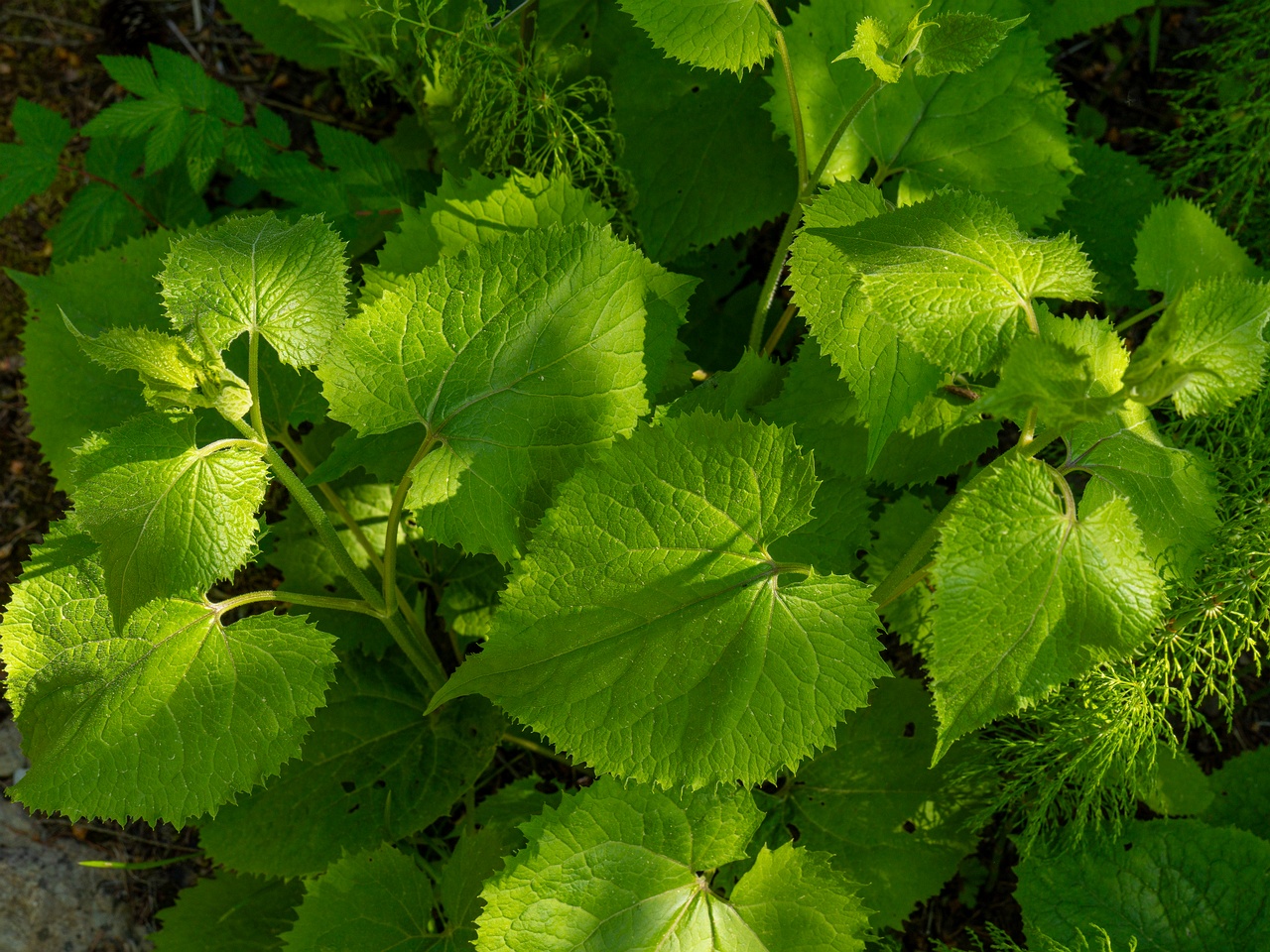 Lunaria rediviva _2025-06-01_1-6