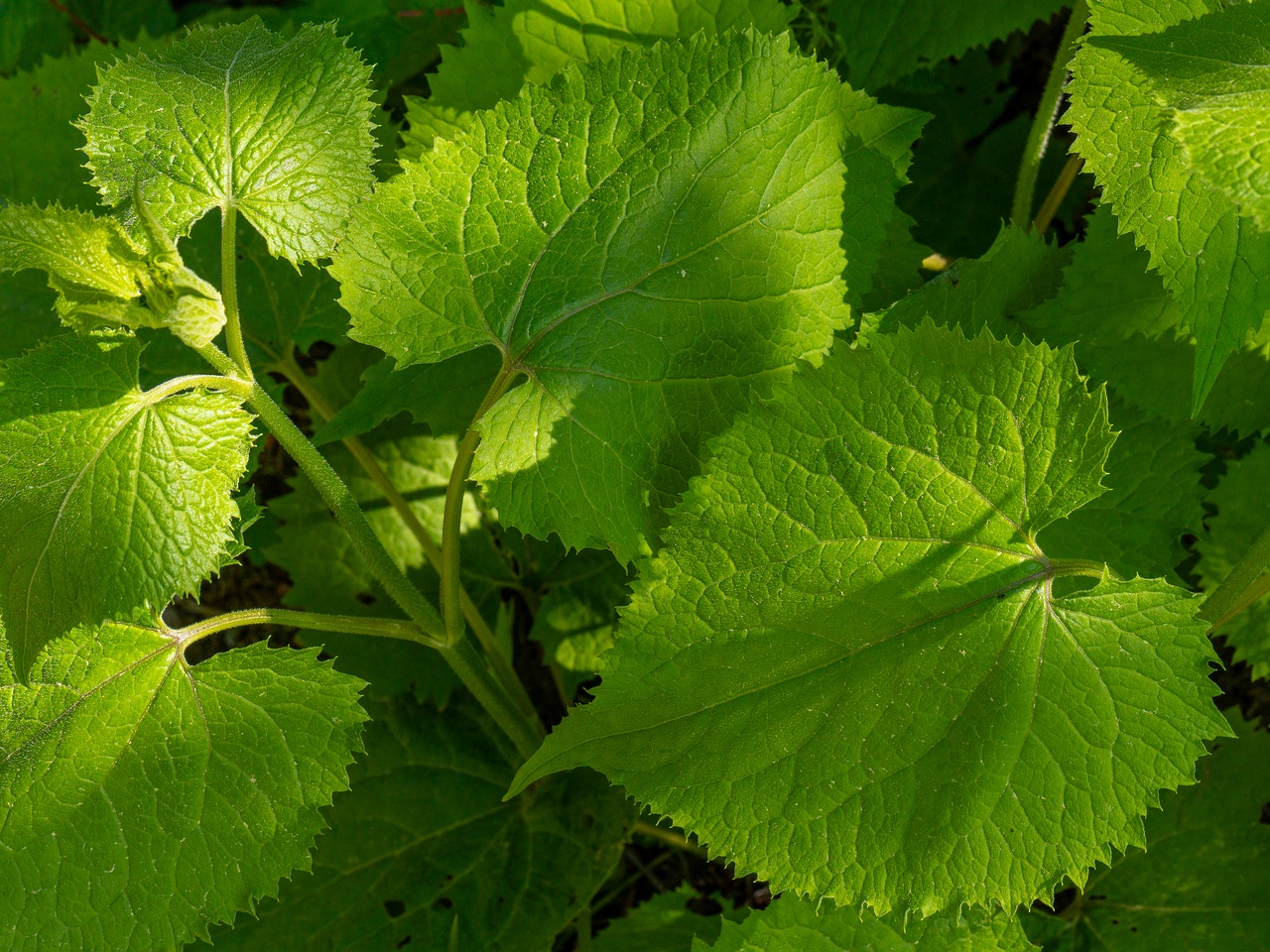Lunaria rediviva _2025-06-01_1-7