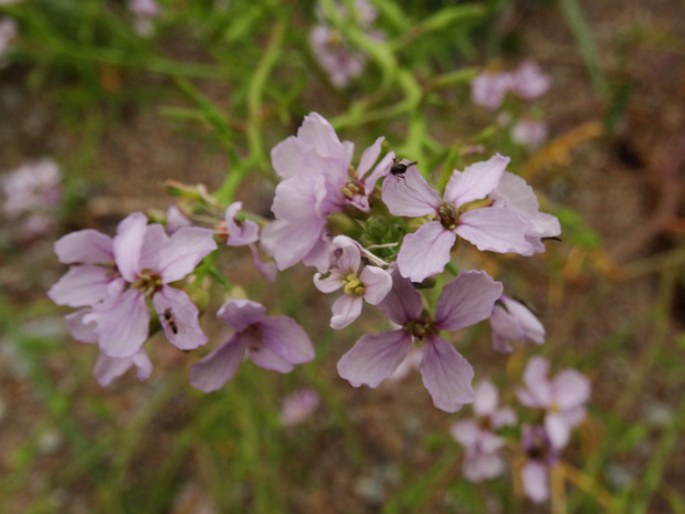 Морская горчица балтийская - Cakile maritima subsp. baltica