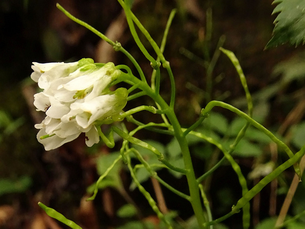 Резуха Нордманна - Arabis nordmanniana