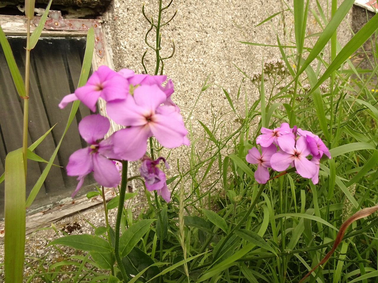 Cardamine pratensis subsp. angustifolia 22-Jul-19 _ 11_55_48