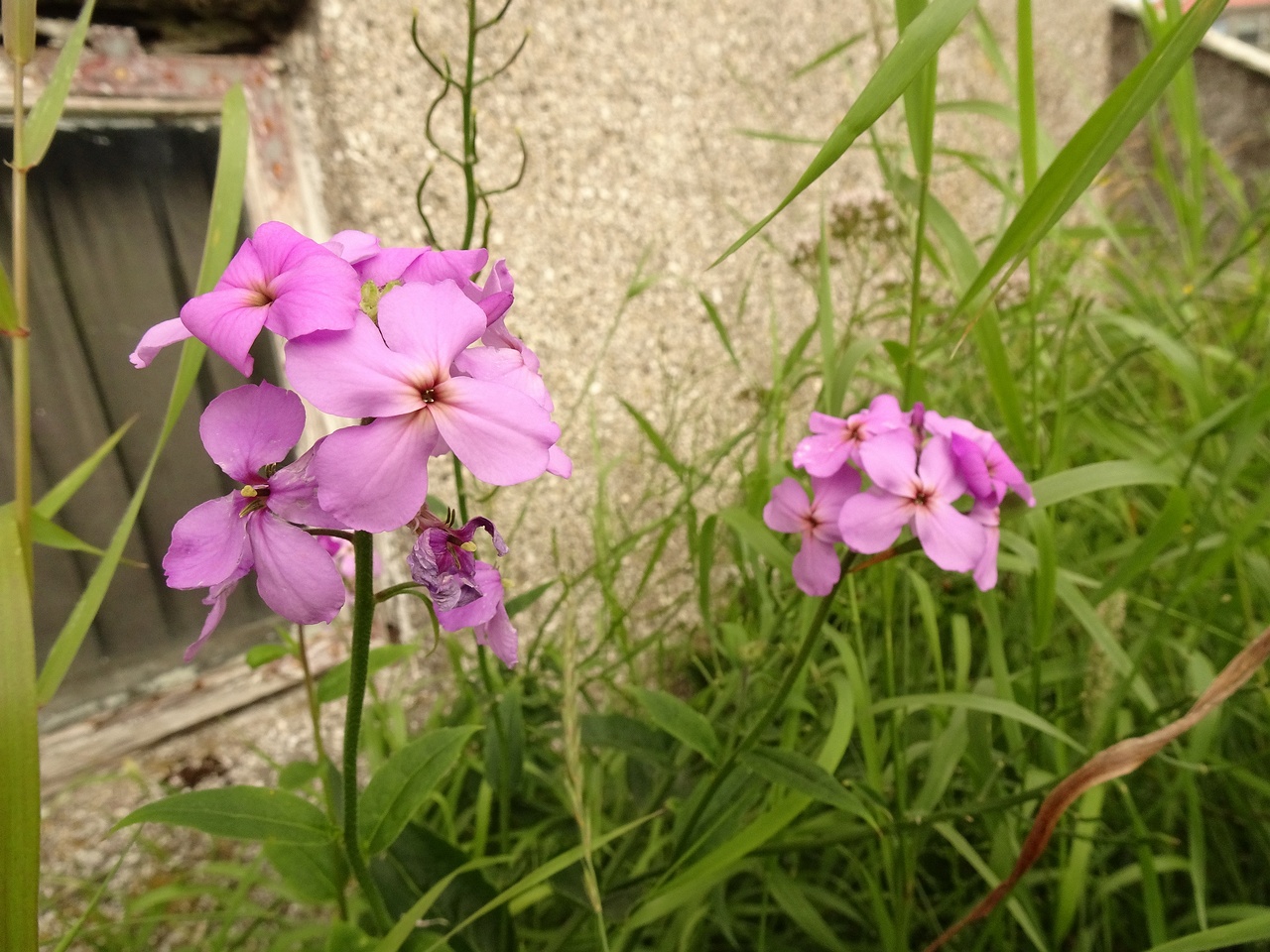 Cardamine pratensis subsp. angustifolia 22-Jul-19 _ 11_55_50