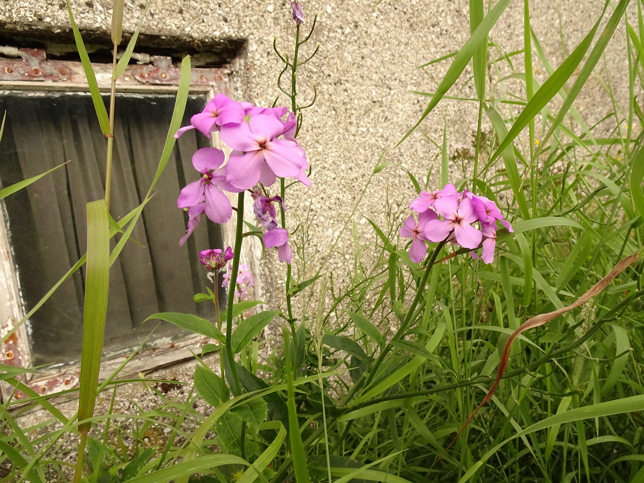 Cardamine pratensis subsp. angustifolia 22-Jul-19 _ 11_55_54