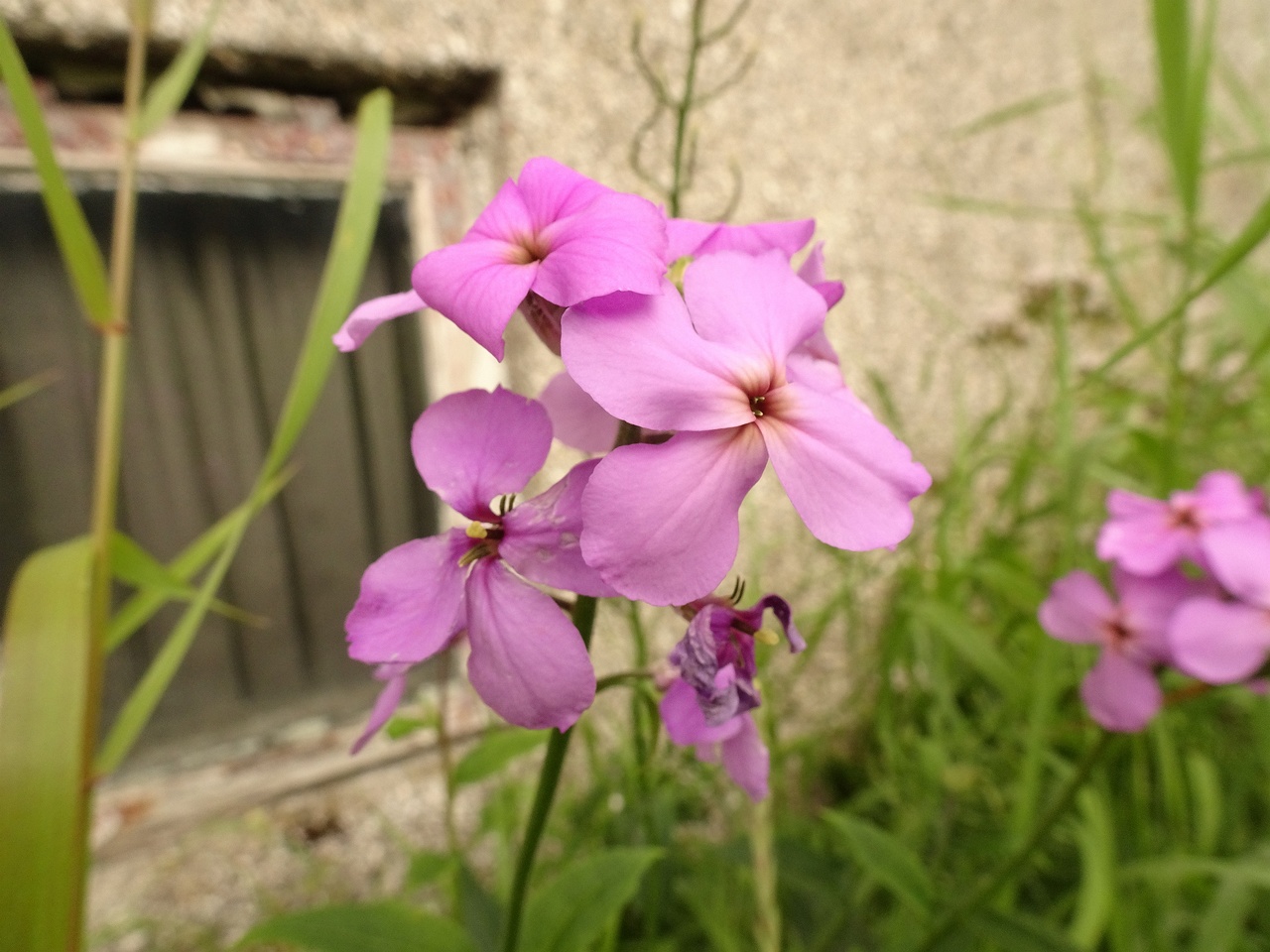 Cardamine pratensis subsp. angustifolia 22-Jul-19 _ 11_56_00