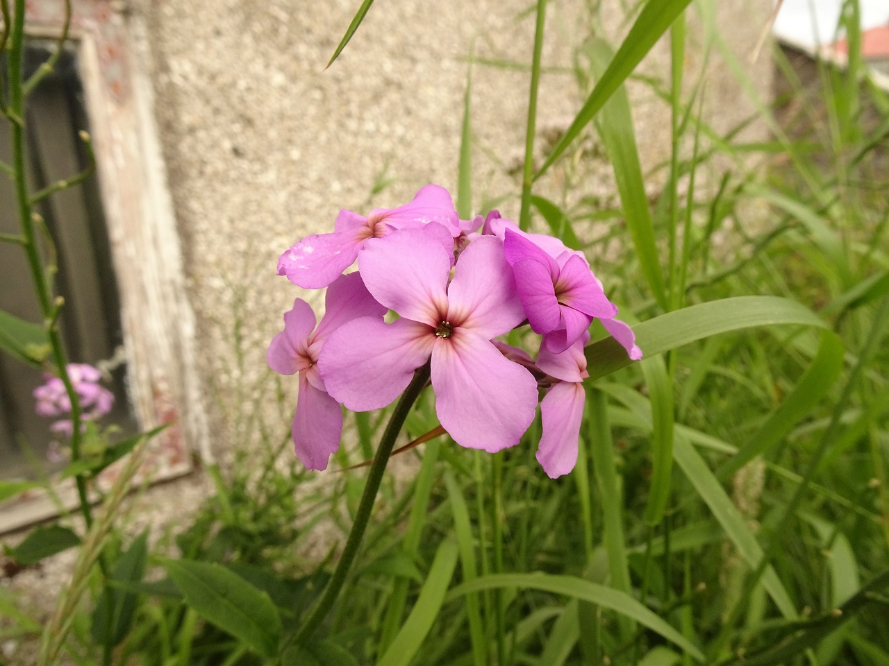 Cardamine pratensis subsp. angustifolia 22-Jul-19 _ 11_56_06